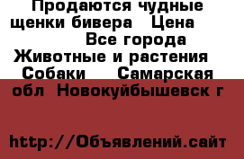 Продаются чудные щенки бивера › Цена ­ 25 000 - Все города Животные и растения » Собаки   . Самарская обл.,Новокуйбышевск г.